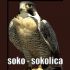 svira.php?radio_naz=861-radio-soko-i-sokolica&radio-soko-i-sokolica